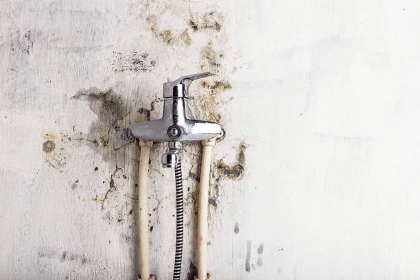 Best Commercial Mold Removal  in Zuni Pueblo, NM