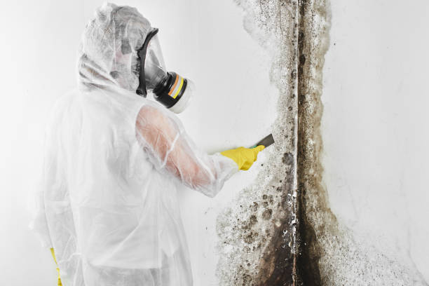 Best Mold Damage Repair  in Zuni Pueblo, NM