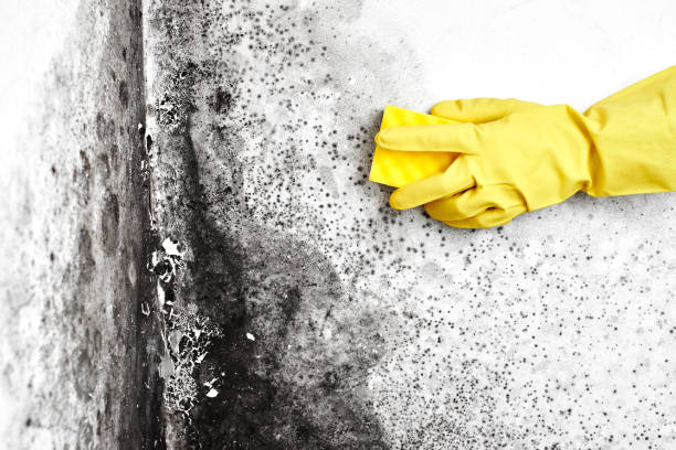 Best Local Mold Removal Service  in Zuni Pueblo, NM