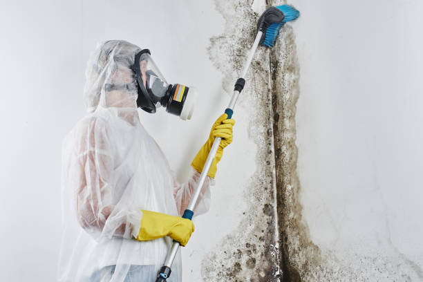 Attic Mold Removal in Zuni Pueblo, NM