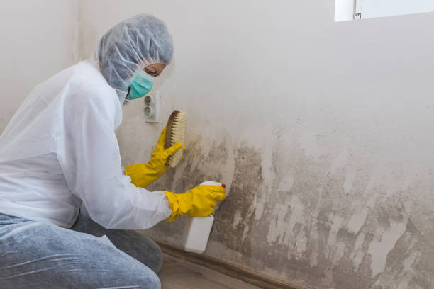 Best Toxic Mold Removal  in Zuni Pueblo, NM