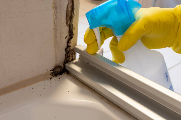 Best Home Mold Removal  in Zuni Pueblo, NM