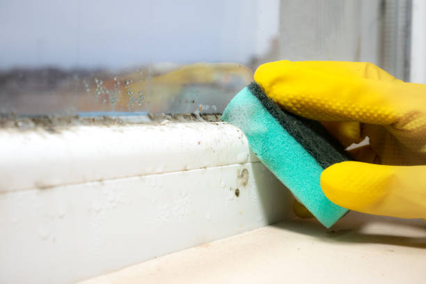 Best Black Mold Removal  in Zuni Pueblo, NM