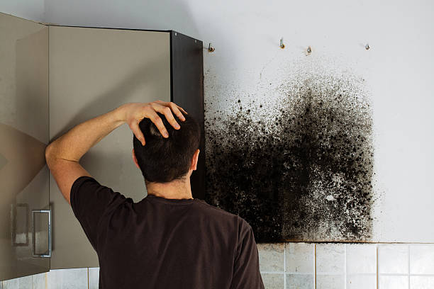 Best Same-Day Mold Removal  in Zuni Pueblo, NM