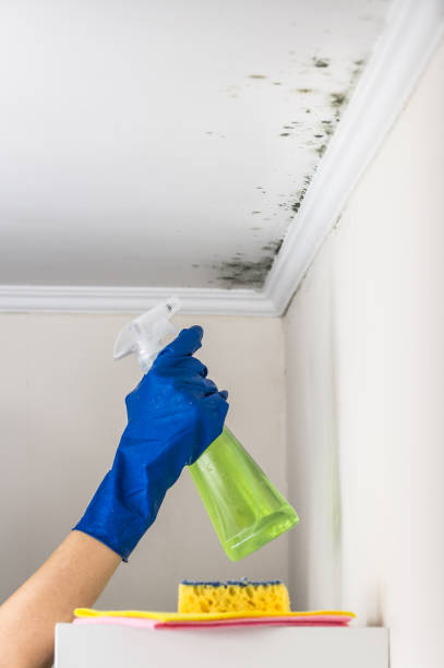Best Mold Cleaning Services  in Zuni Pueblo, NM