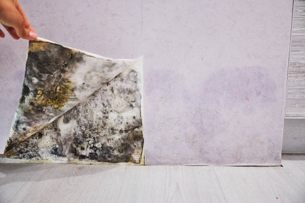 Best Fast Mold Removal  in Zuni Pueblo, NM